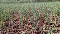 Onion nursery plants