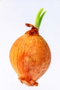 An onion