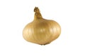 Onion