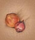 Onion pastel drawing