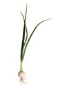 Onion plant Royalty Free Stock Photo