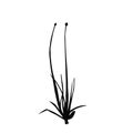 An onion plant body silhouette vector