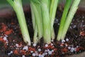 Onion plant with chemical fertilizer Royalty Free Stock Photo