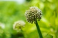 Onion plant detail on green background Royalty Free Stock Photo