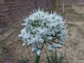 Onion Plant Flower with Seeds