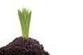Onion plant growing Royalty Free Stock Photo