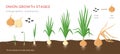 Onion plant growing stages from seeds to ripe onion - development of onion seeds, growth cycle - set of botanical