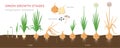 Onion plant growing stages from seeds to ripe onion - two year cycle development of onion - set of botanical detailed