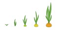 Onion plant. Growth stages. Ripening period. The life cycle of the shallot. Contour green line vector infographic