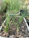 Onion plant in nature garden Royalty Free Stock Photo