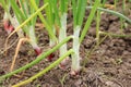 Onion plants Royalty Free Stock Photo