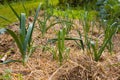 Onion plants in the ground covered with straw mulch