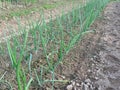 Onion plants in rows in the garden