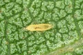 The onion, the potato, the tobacco or the cotton seedling thrips - Thrips tabaci order Thysanoptera