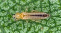 The onion, the potato, the tobacco or the cotton seedling thrips - Thrips tabaci order Thysanoptera