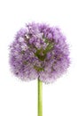 Onion purple flower macro detail on white Royalty Free Stock Photo