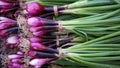 Onion purple red harvest fresh ripe harvesting market shop spring sibies scallion food stem stalk Allium cepa thick bulb Royalty Free Stock Photo