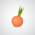 Onion realistic vector icon.