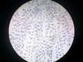 Onion root tip cells