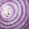 onion section micro close up