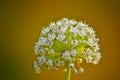 Onion seed Royalty Free Stock Photo