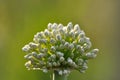 Onion seed detail Royalty Free Stock Photo