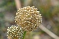 Onion seed detail Royalty Free Stock Photo