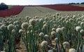 Onion seed field Royalty Free Stock Photo