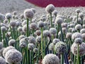 Onion seed field Royalty Free Stock Photo