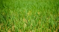 Onion Seed Field in Bangladesh. Green onion cultivation. Green onion field on a farm. Environment line Royalty Free Stock Photo