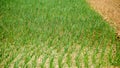 Onion Seed Field in Bangladesh. Green onion cultivation. Green onion field on a farm. Environment line Royalty Free Stock Photo