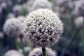 Onion seed flower Royalty Free Stock Photo