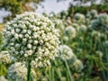 Onion seed flower Royalty Free Stock Photo