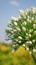 Onion seed flower Royalty Free Stock Photo