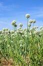 Onion seed flowering Royalty Free Stock Photo