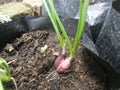 onion seed green plant wild plant food agriculture object