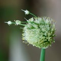 Onion Seed Head Royalty Free Stock Photo