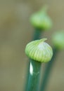 Onion seed head Royalty Free Stock Photo