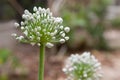 Onion Seed Head Royalty Free Stock Photo