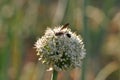 Onion seed Royalty Free Stock Photo