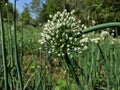 Onion seed pod in the field closeup view Royalty Free Stock Photo