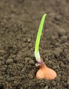 Onion seedling on fertile soil Royalty Free Stock Photo