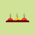 onion seedling on fertile soil. Vector illustration decorative design