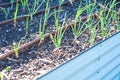 Onion seedlings growing on metal raised bed with drip irrigation system at backyard garden in Dallas, Texas, recyclable corrosion