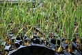 Onion Seedlings