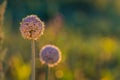 Onion seeds and seed head, allium seed saving in the vegetable garden. Green onion blooming in the garden, Welsh, morning light at Royalty Free Stock Photo