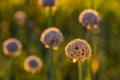 Onion seeds and seed head, allium seed saving in the vegetable garden. Green onion blooming in the garden, Welsh, morning light at Royalty Free Stock Photo