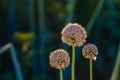Onion seeds and seed head, allium seed saving in the vegetable garden. Green onion blooming in the garden, Welsh, morning light at Royalty Free Stock Photo