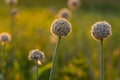 Onion seeds and seed head, allium seed saving in the vegetable garden. Green onion blooming in the garden, Welsh, morning light at Royalty Free Stock Photo