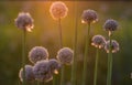 Onion seeds and seed head, allium seed saving in the vegetable garden. Green onion blooming in the garden, Welsh, morning light at Royalty Free Stock Photo